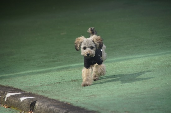 銀座トイプードルリリーas know as de wan03