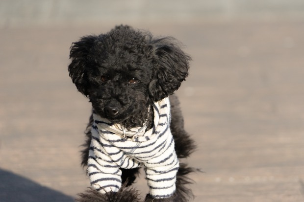 20160111ブラックトイプードル銀座リリー＆ドナ09