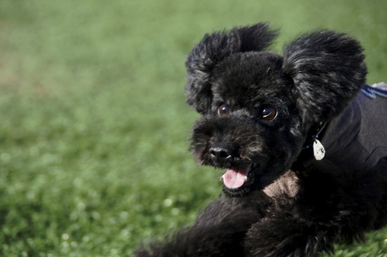 銀座トイプードルリリーas know as de wan39