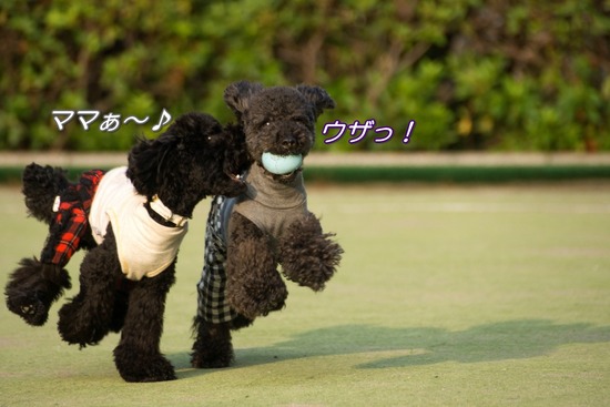 ブログRosieトイプードル銀座リリーとドナas know as de wan08