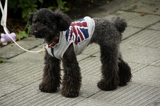 as know as de wan_銀座リリー_トイプードル19