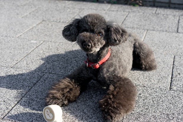 20160115ブラックトイプードル銀座リリー＆ドナ25