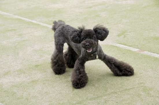 トイプードル銀座リリーとas know as de wan14