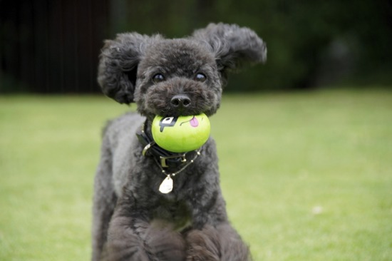 トイプードル銀座リリーとas know as de wan16