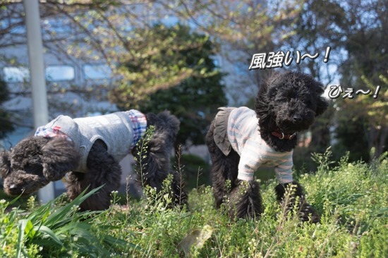 407 銀座ブラックのトイプードルリリーとドナas know as de wan26