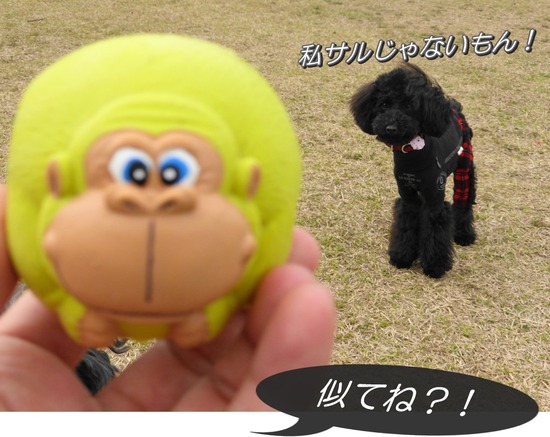 銀座トイプードルリリーとドナas know as de wan05