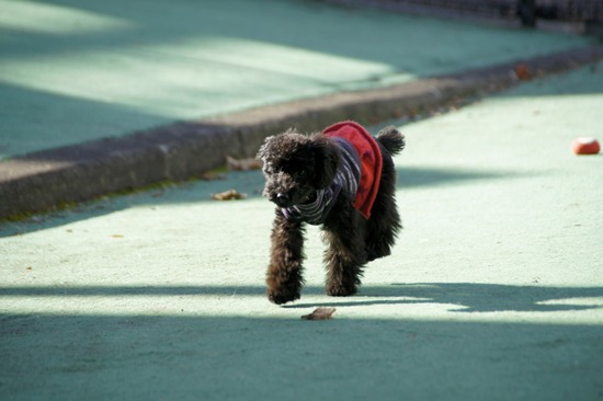 銀座トイプードルリリーas know as de wan38