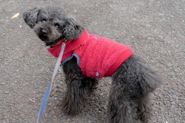 20160107ブラックトイプードル銀座リリー＆ドナ01