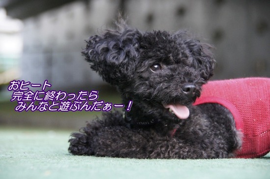 トイプードル銀座リリーasknowasdewan04