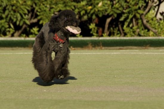 as know as de wanとトイプードルブラックの銀座リリー09