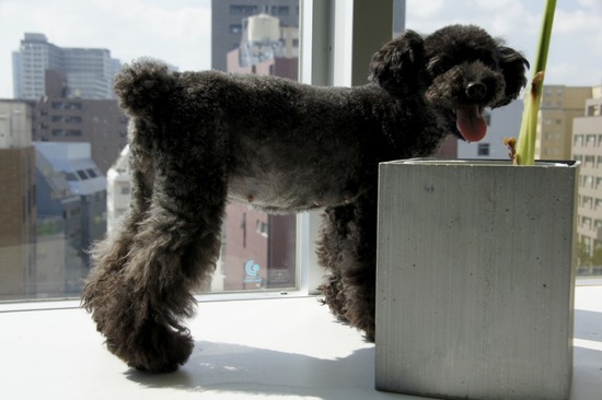 銀座トイプードルリリーas know as de wan32