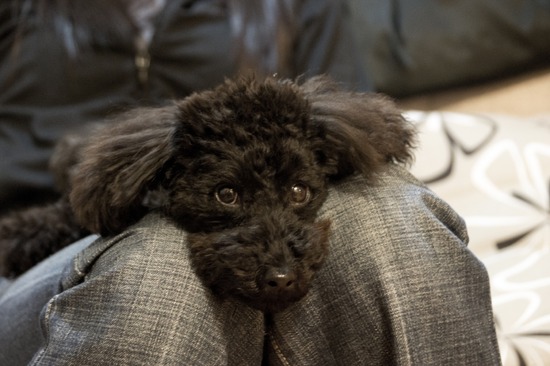 320 銀座ブラックのトイプードルリリーとドナas know as de wan01