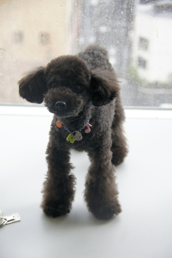 as know as de wan トイプードル 銀座リリー24