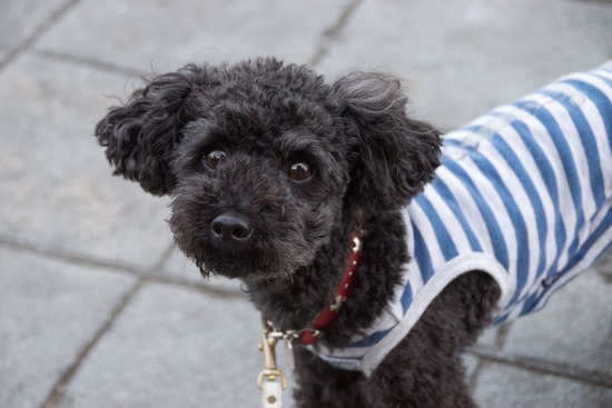 トイプードル ブログ 銀座リリーとドナas know as de wan12