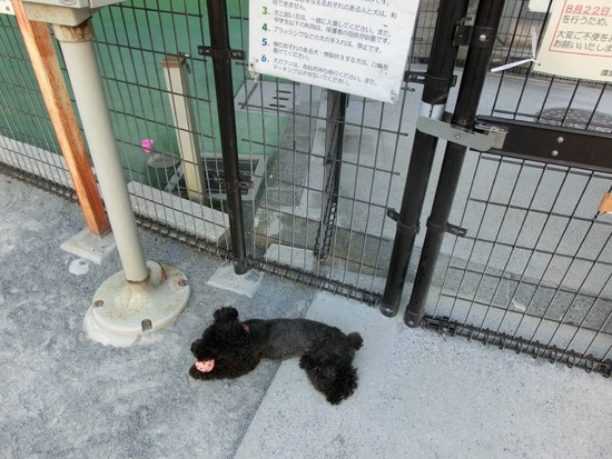 as know as de wanとブラックのトイプードル銀座リリー04