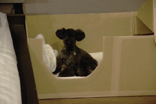 as know as de wanとトイプードルブラックの銀座リリー29