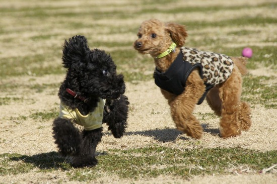 銀座トイプードルリリーas know as de wan23