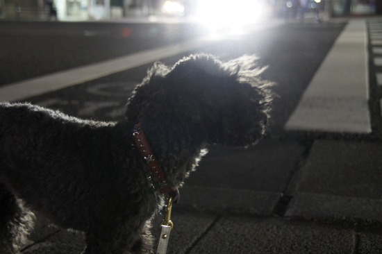 トイプードル銀座リリーとas know as de wan08