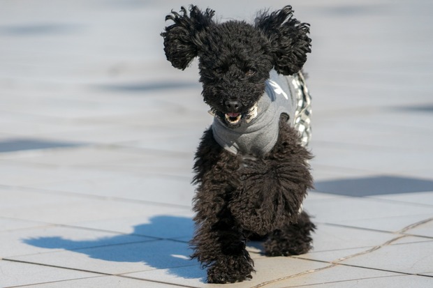 20151205ブラックトイプードル銀座リリー＆ドナ41