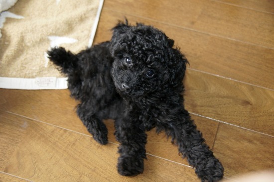 銀座 トイプードル リリー as know as de wan02