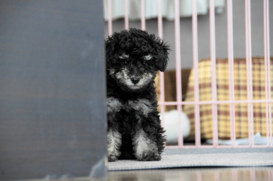 as know as de wanとトイプードルブラックの銀座リリー24