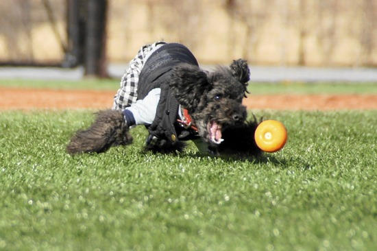 銀座トイプードルリリーas know as de wan27