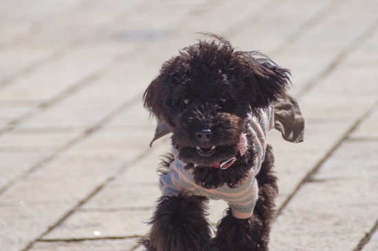 407 銀座ブラックのトイプードルリリーとドナas know as de wan14