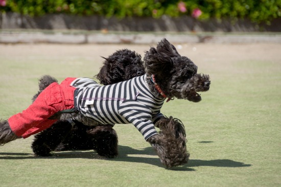 503 銀座ブラックのトイプードルリリーとドナas know as de wan15