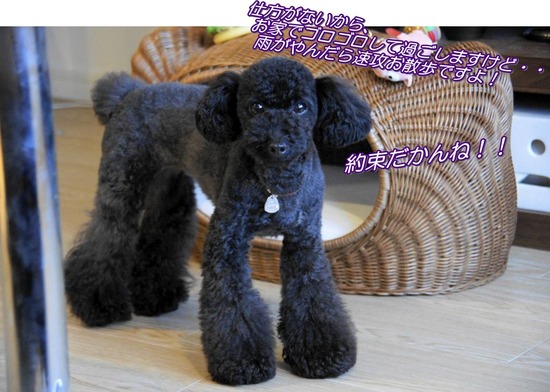 トイプードル銀座リリーas_know_as_dewan03