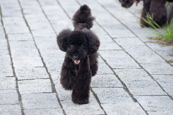 ブログRosieトイプードル銀座リリーとドナas know as de wan05