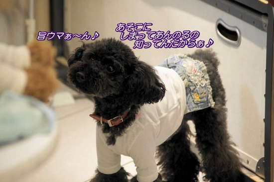 as know as de wanとトイプードルブラックの銀座リリー03