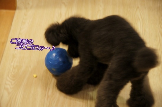 トイプードル銀座リリーas know as dewan27