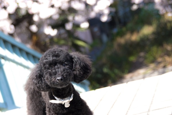 ブラックトイプードル銀座リリードナ030