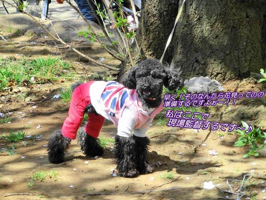 as know as de wan トイプードル 銀座リリー13