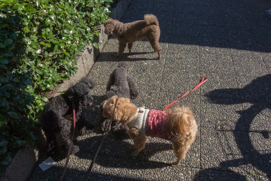 トイプードル ブログ 銀座リリーとドナ19