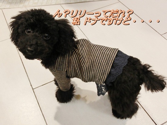 銀座トイプードルリリーas know as de wan04