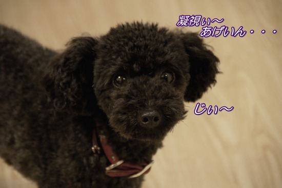 トイプードル銀座リリーas know as dewan04