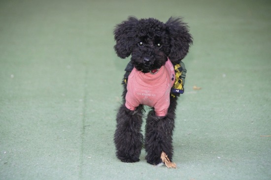 銀座トイプードルリリーas know as de wan18