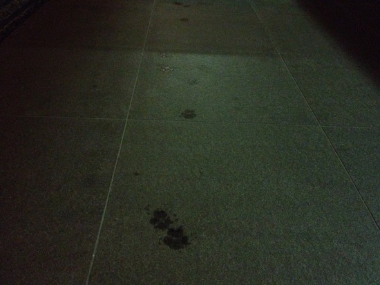 as know as de wan トイプードル 銀座リリー17