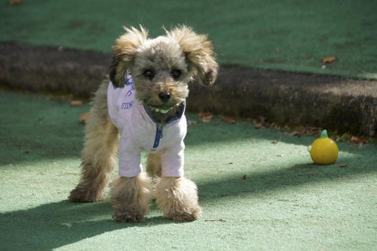 銀座トイプードルリリーas know as de wan07