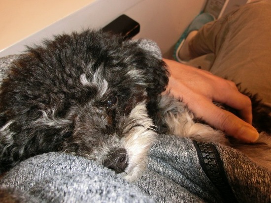 銀座トイプードルリリーas know as de wan02