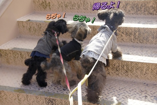 銀座トイプードルリリーas know as de wan34