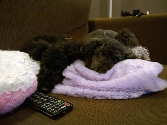 トイプードル ブログ 銀座リリーとドナ02