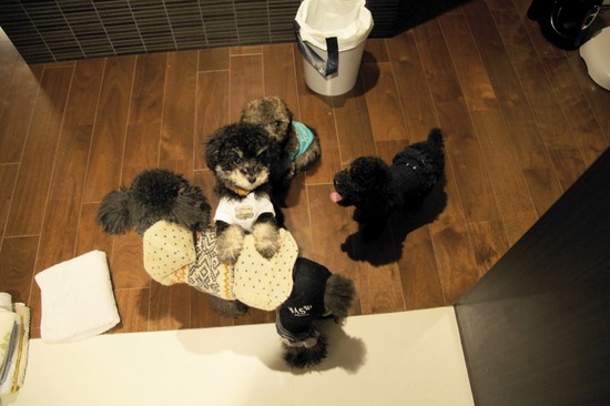 銀座 トイプードル リリー as know as de wan15