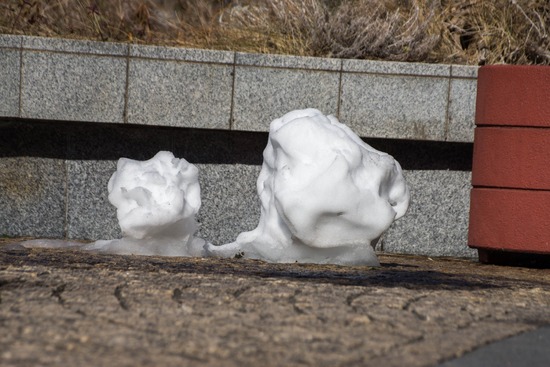 銀座トイプードル,リリーとドナ,as know as de wan031