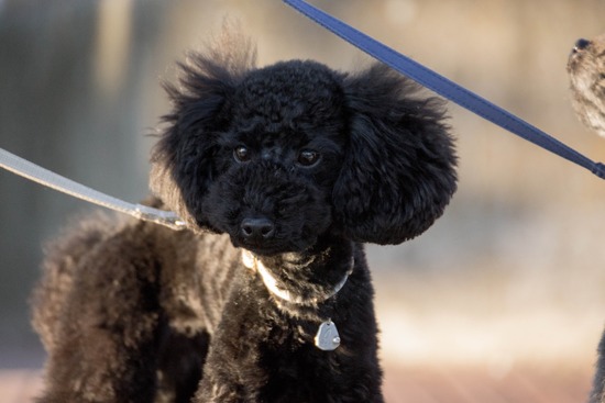 銀座トイプードル,リリーとドナ,as know as de wan025