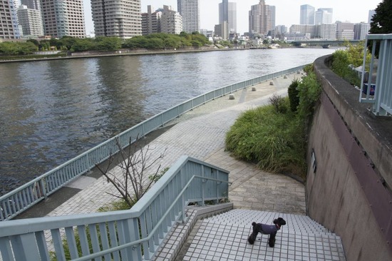 as know as de wanとトイプードルブラックの銀座リリー03