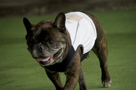 as know as de wa
n_銀座リリー_トイプードル14