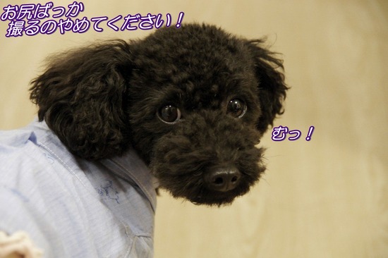 トイプードル銀座リリーas know as dewan04