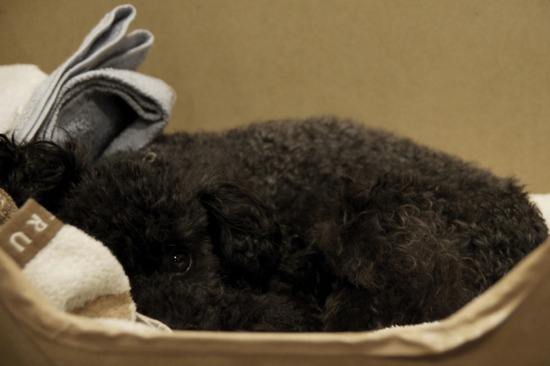 as know as de wanとトイプードルブラックの銀座リリー05